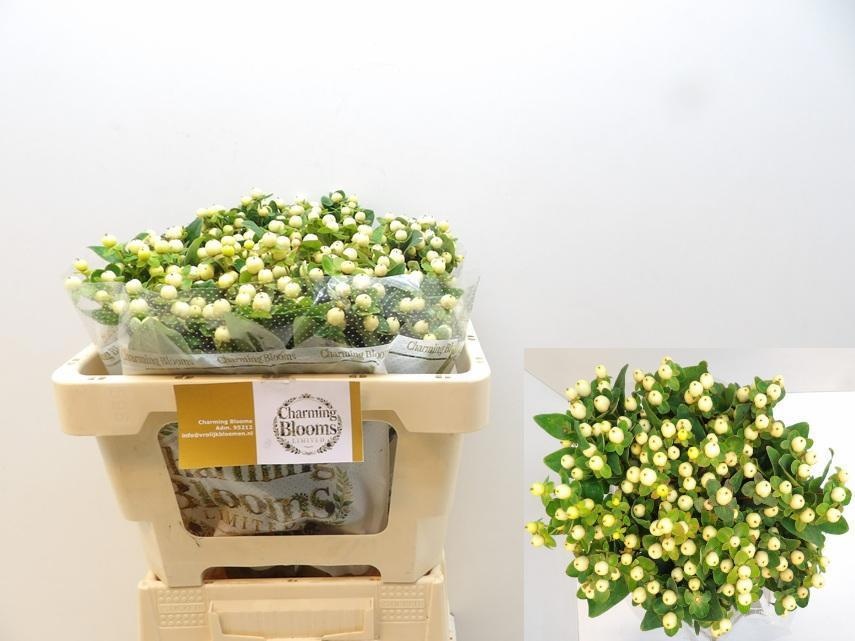 Hypericum Snowprince 50cm