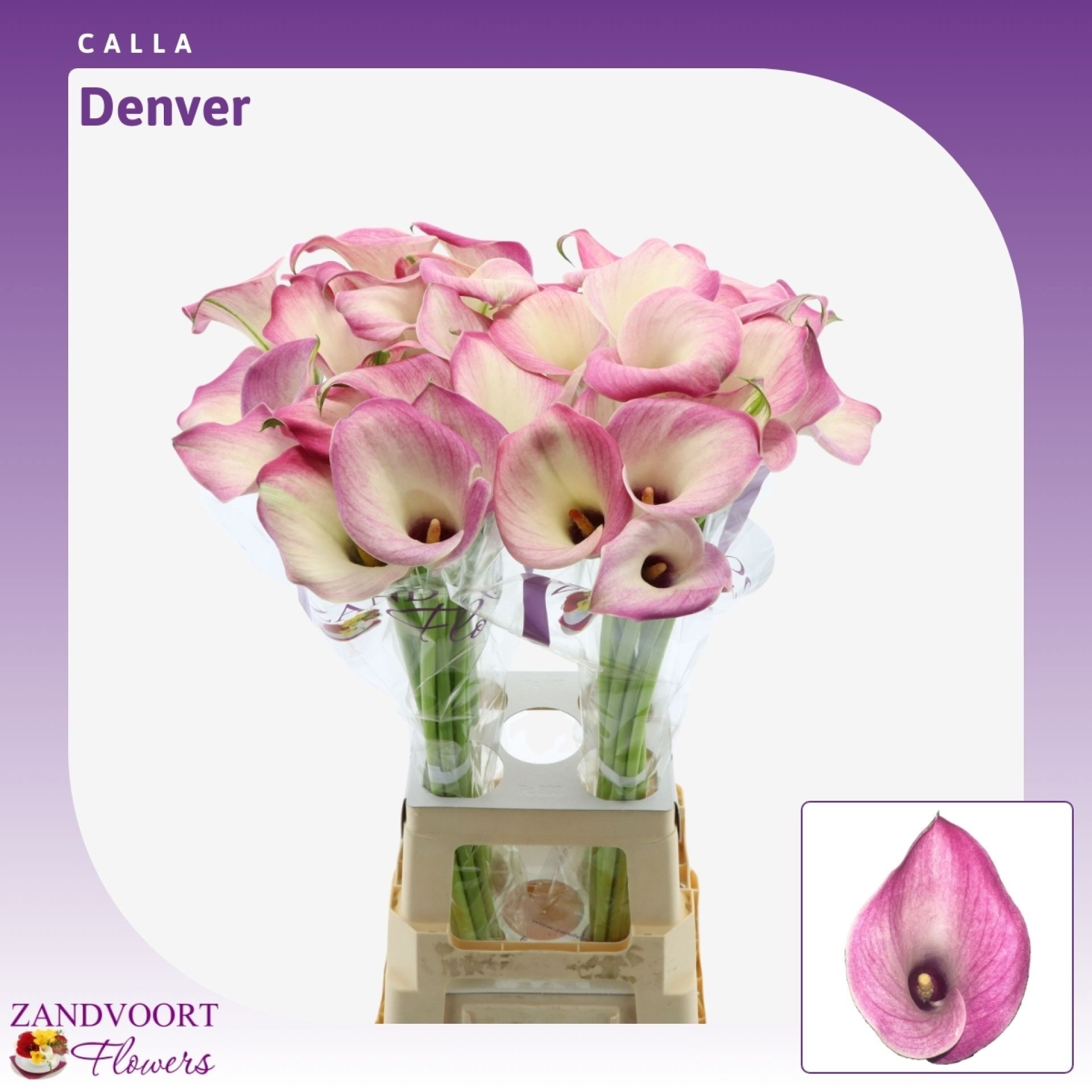 Calla Denver 80cm
