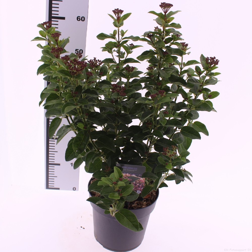 Picture of Viburnum tinus 'Lisarose'