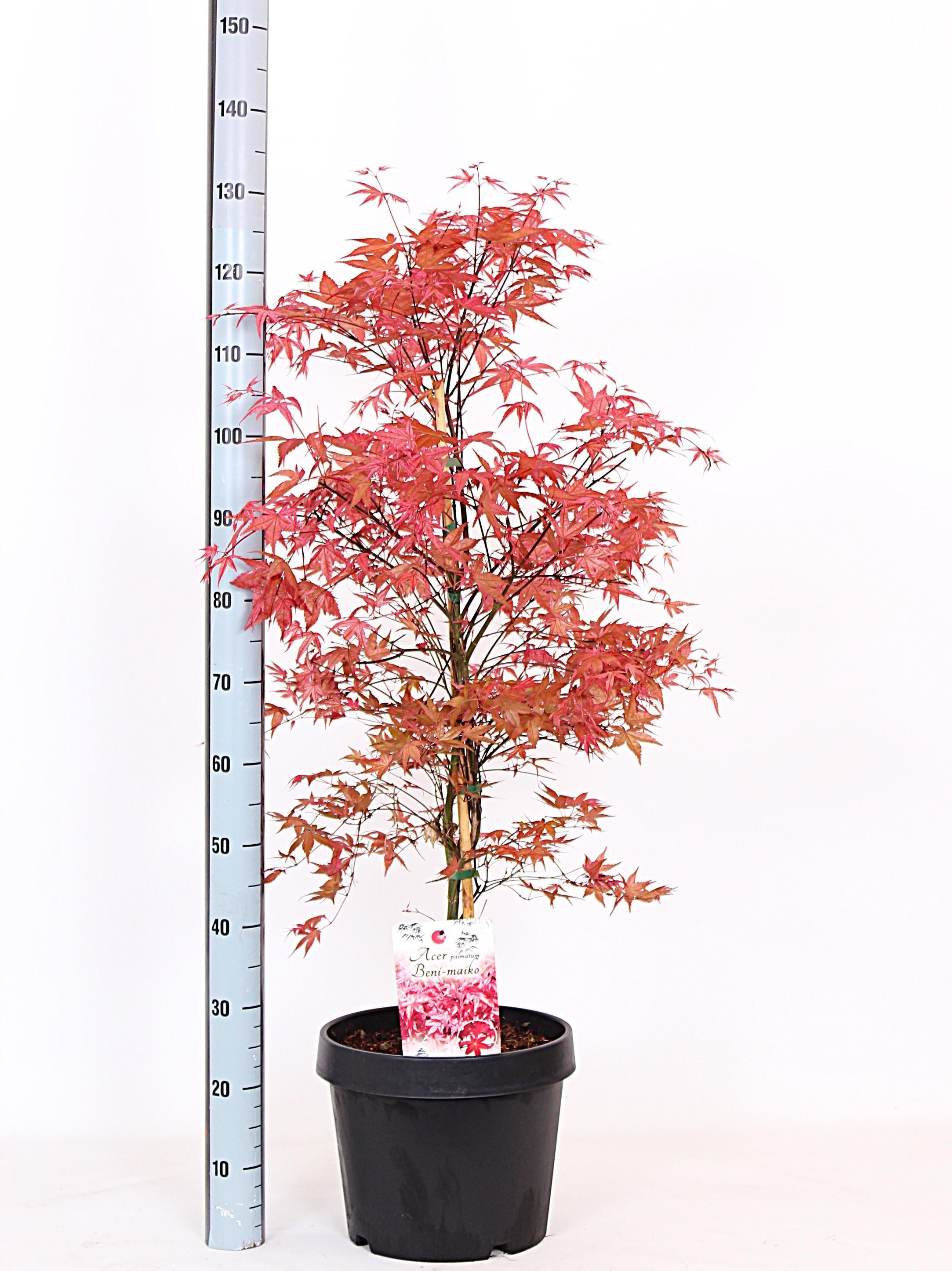 Acer palm. 'Beni-maiko' ACER PA BENI-MAIKO | Gardenline
