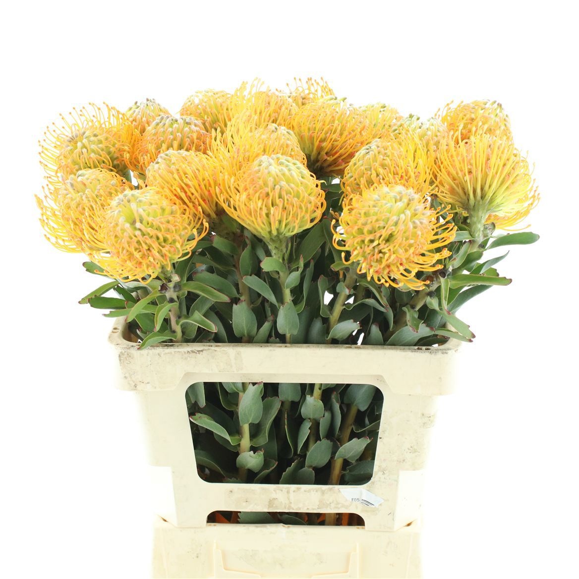 Leucospermum Soleil 60cm