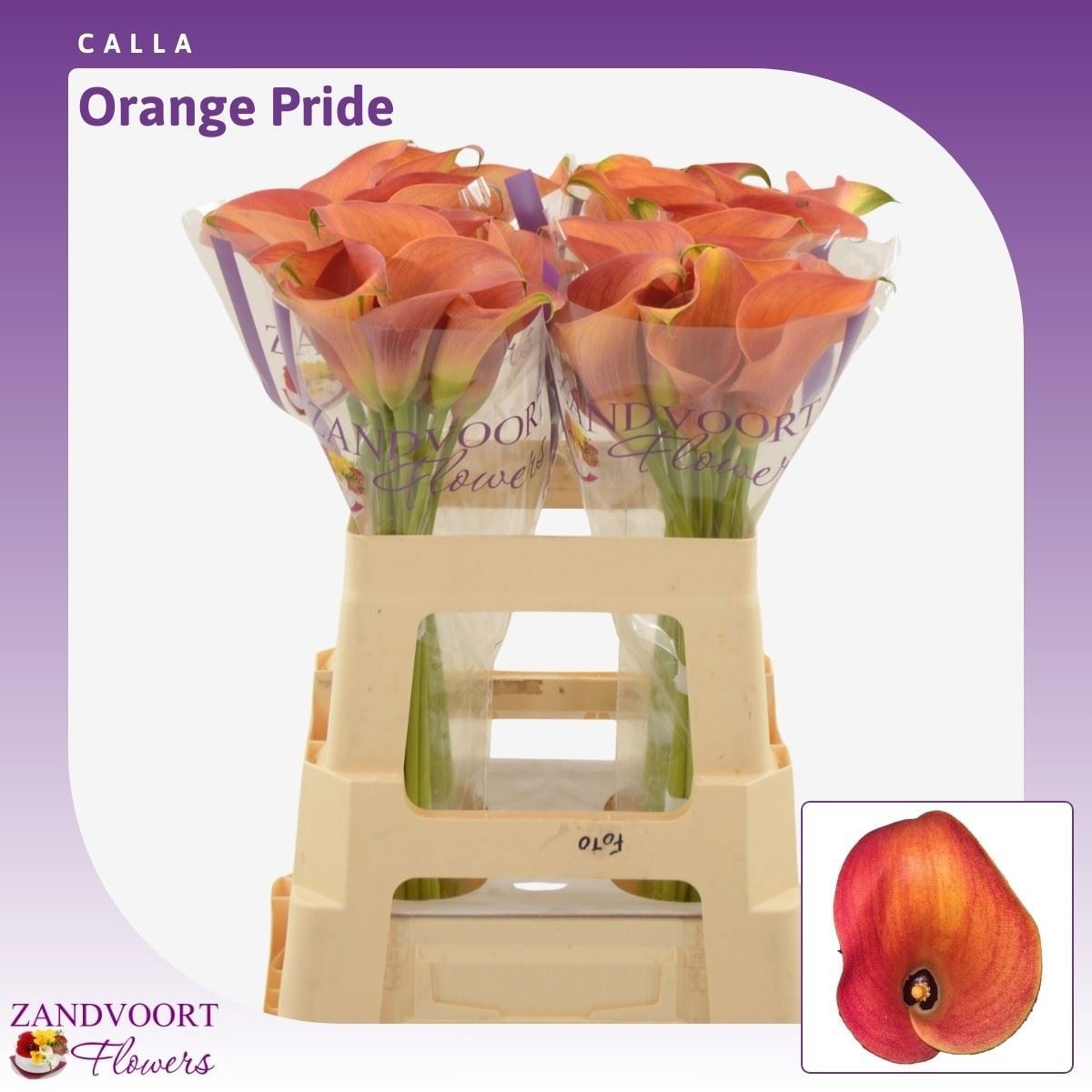 Zant Orange Pride