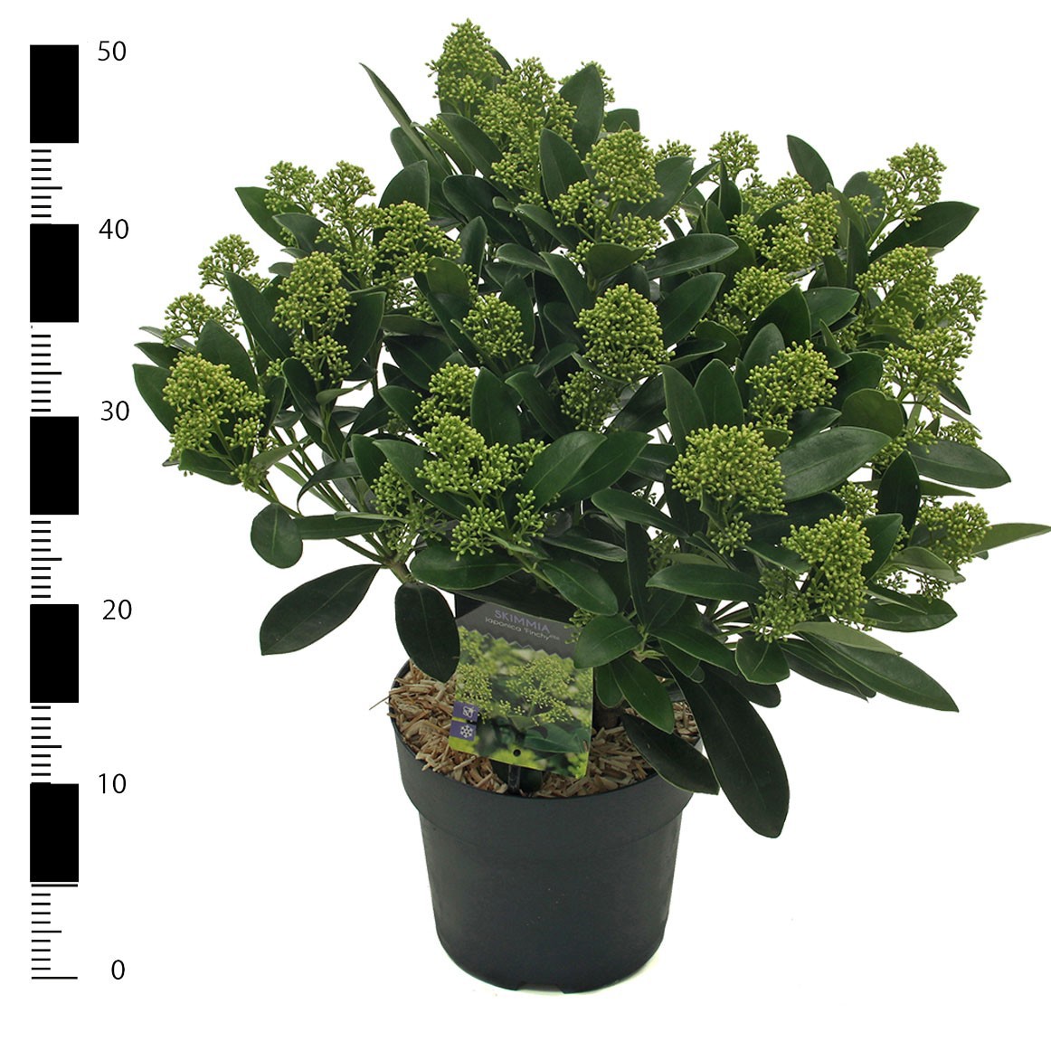 Picture of Skimmia jap. 'Finchy'