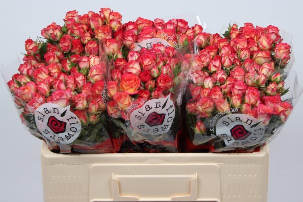Rosa Spr Summer Dance 50cm