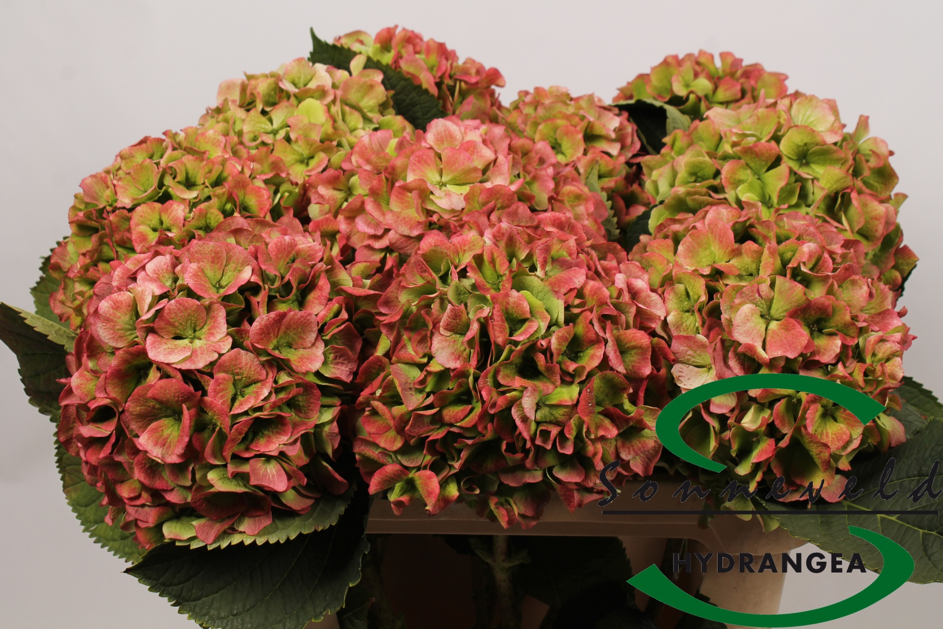 Hydrangea Verena Classic Pink 70cm 22Ø
