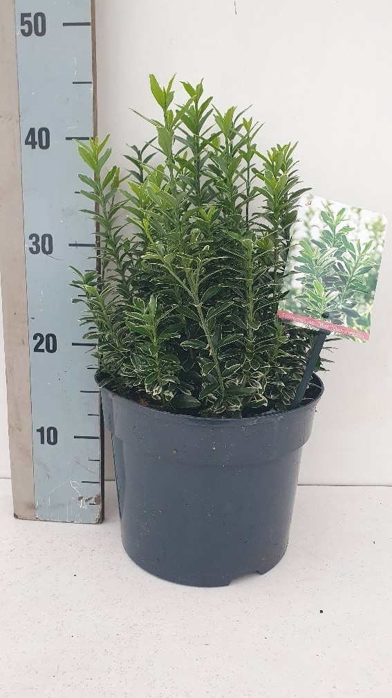 Picture of Euonymus Japonicus Microphyllus Albovariegatus P23 (5 Ltr) (LOOSE)