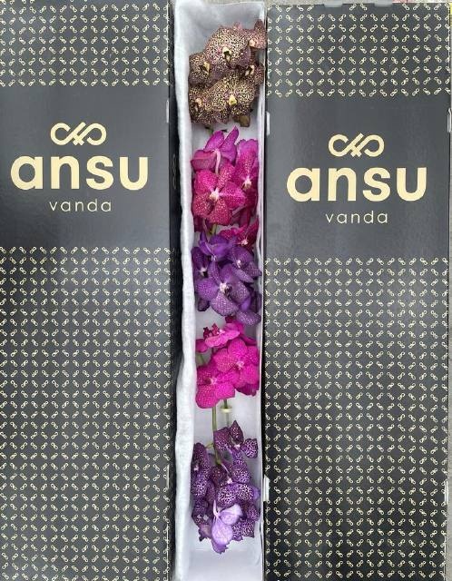 Vanda T Gemengd
