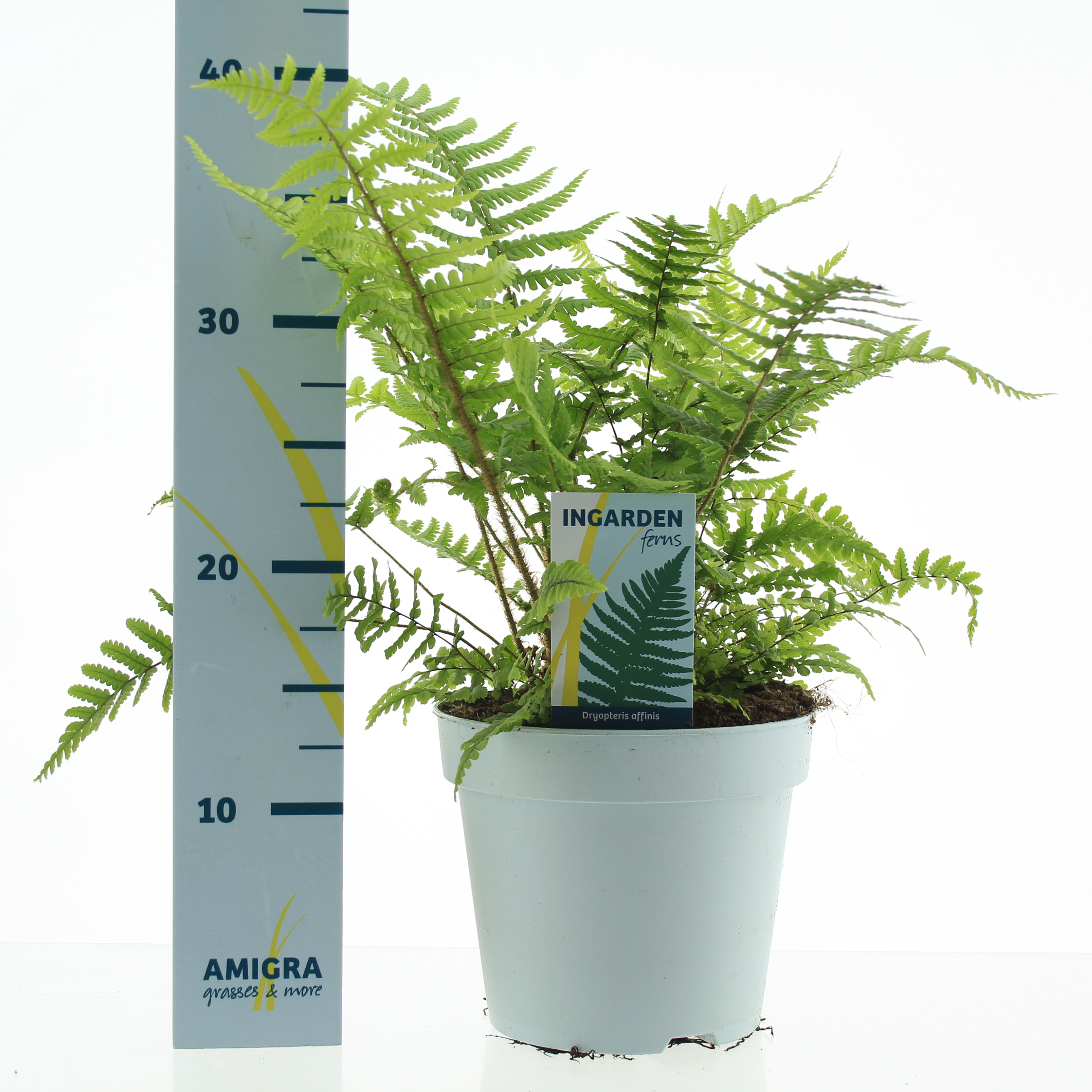 Picture of Dryopteris affinis