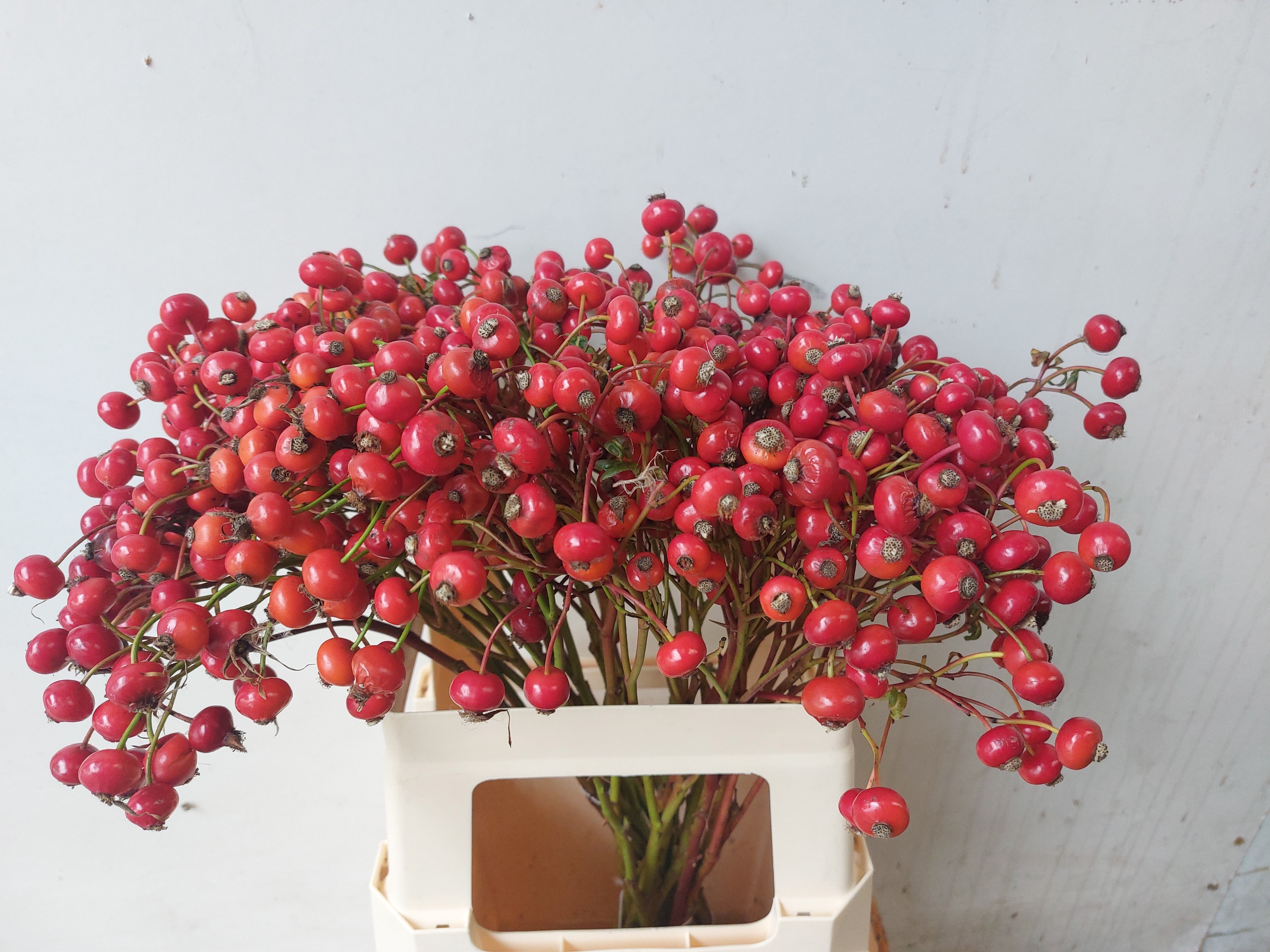 Rosehips Amazing Fantasy 60cm