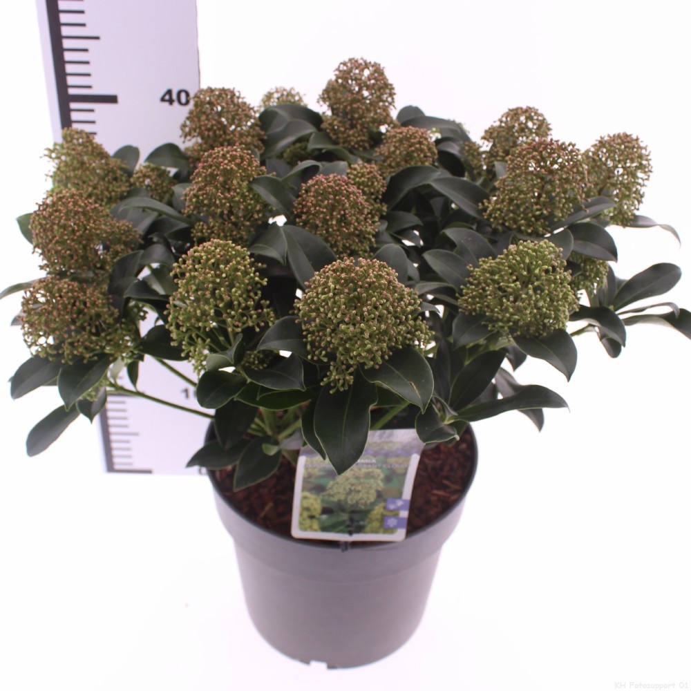 Picture of Skimmia jap. 'Fragrant Cloud'