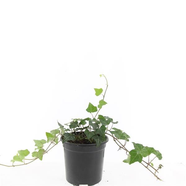 Hedera helix
