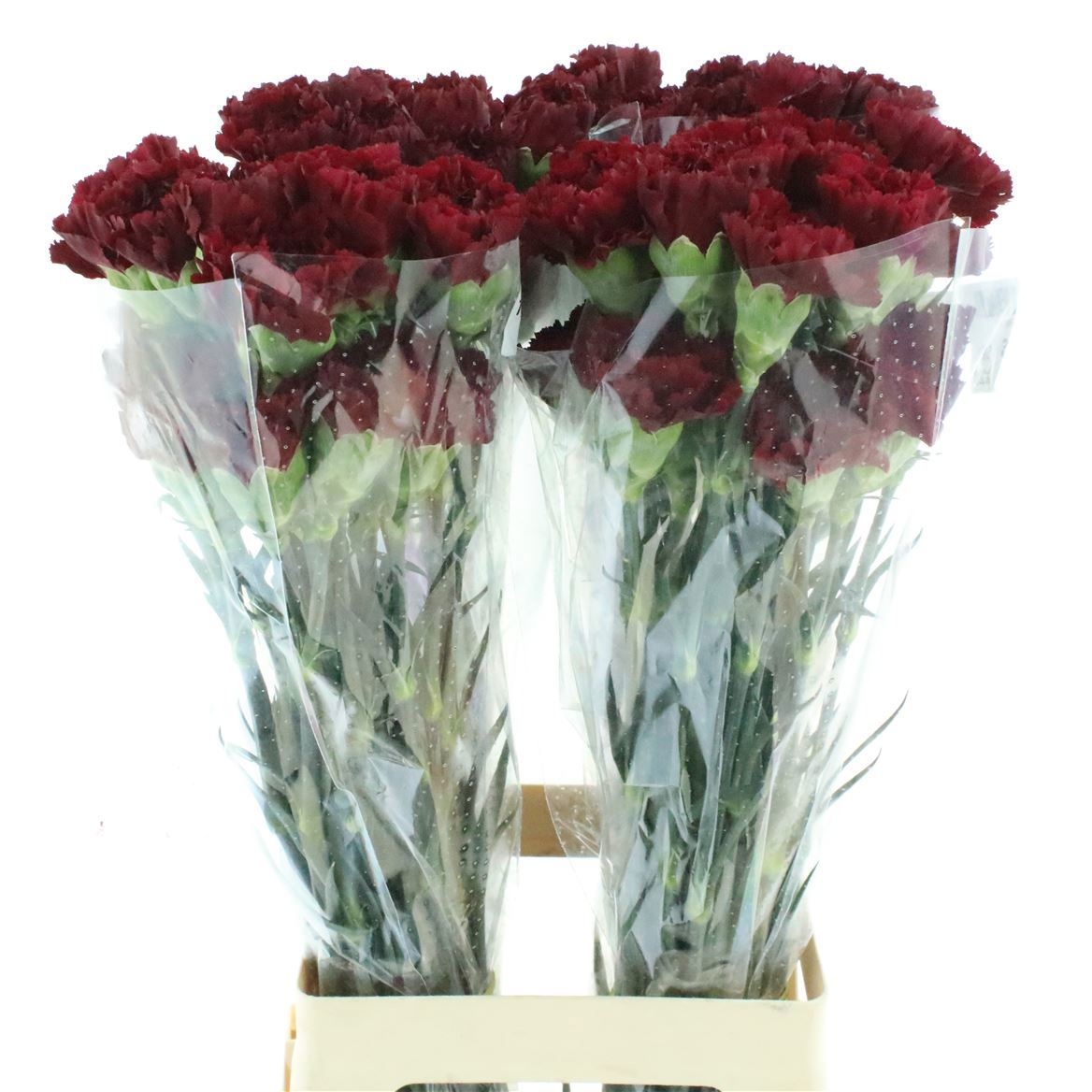 Dianthus Zurigo 60cm