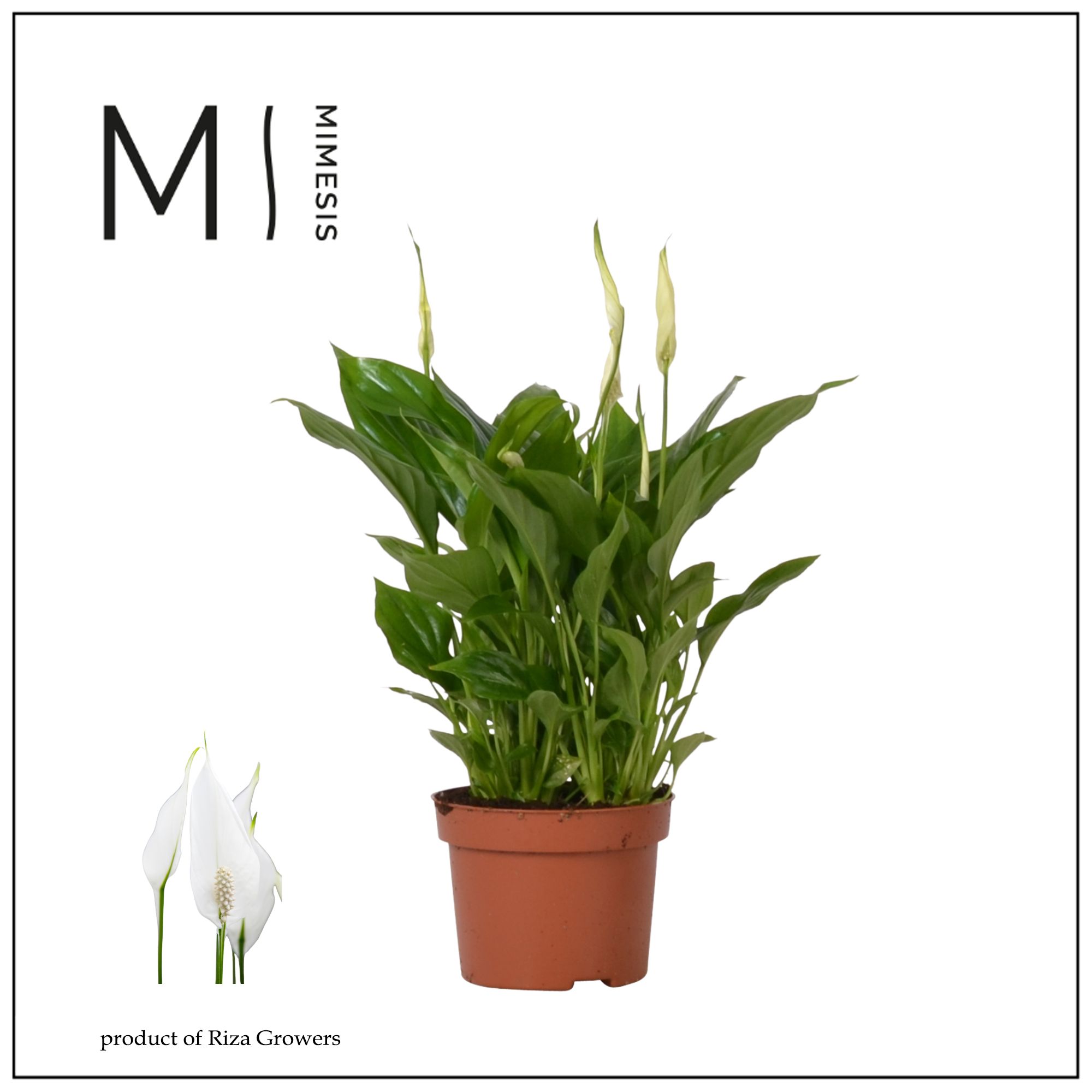 Picture of Spathiphyllum Rondo Decorum P10.5 30CM