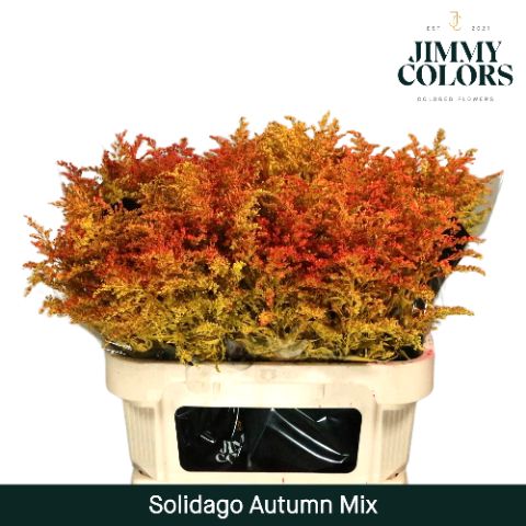 Solidago L70 Autumn Mix