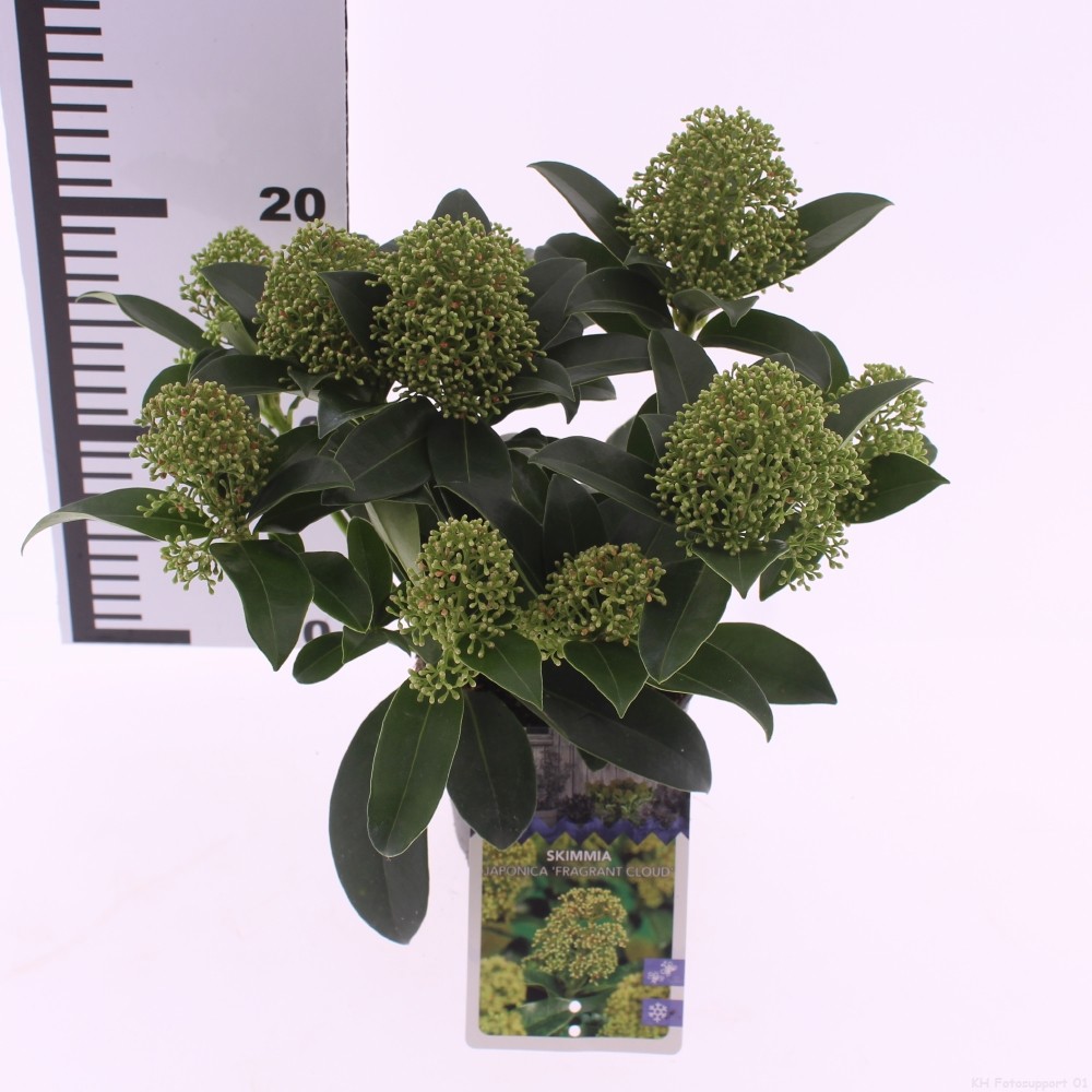 Picture of Skimmia jap. 'Fragrant Cloud'