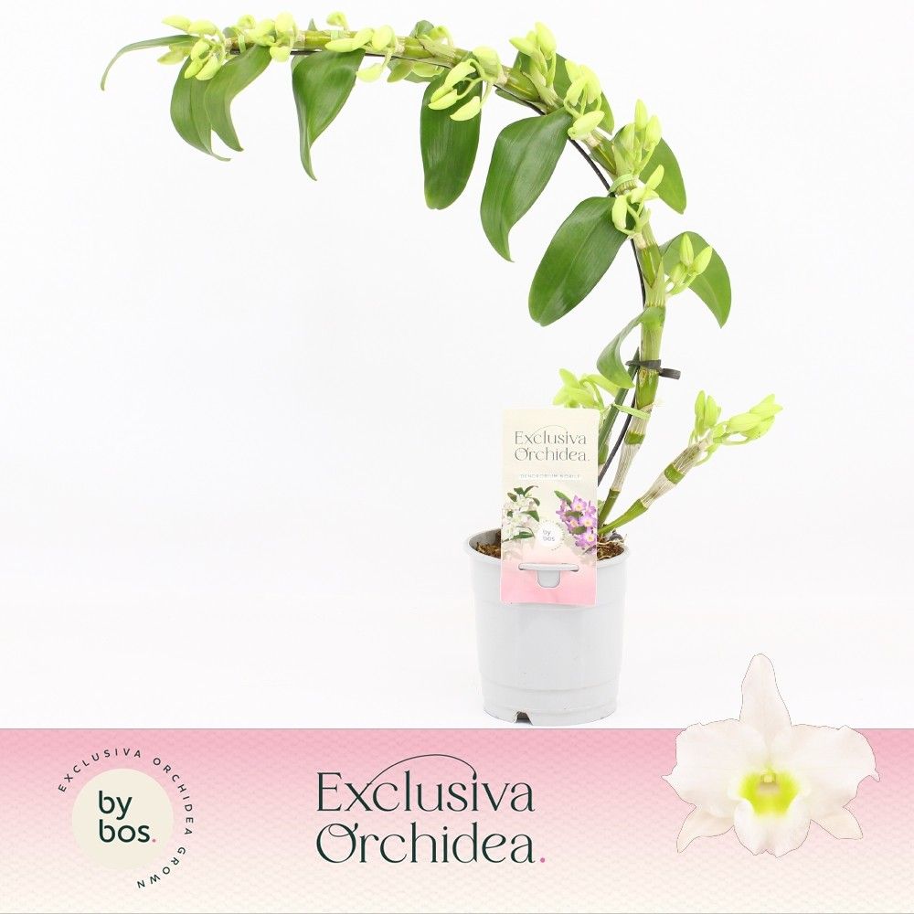 Dendrobium Star Class Apollon 12Ø 40cm 1st