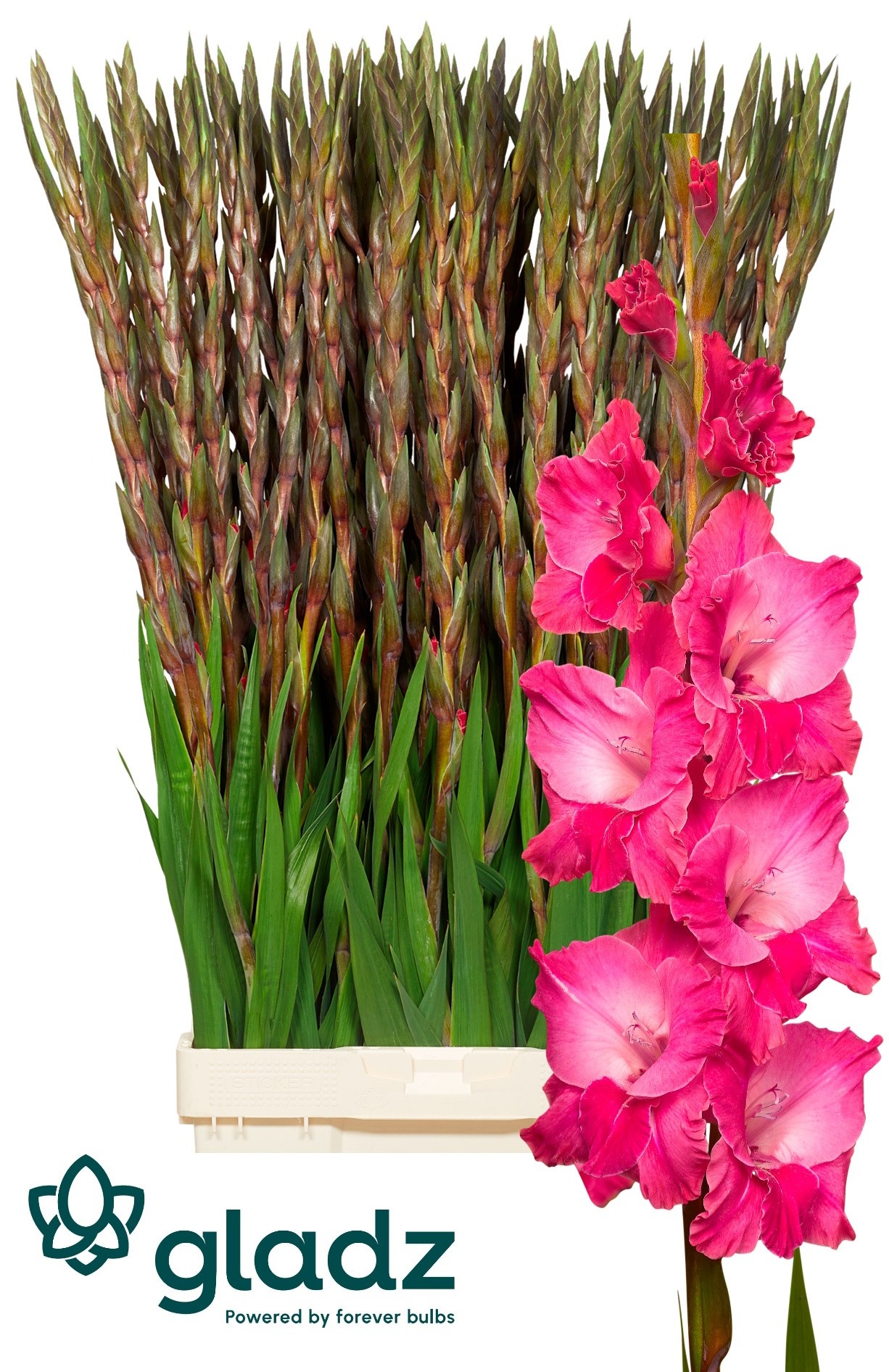Gladiolus Fairyta Pink 130cm 210gram