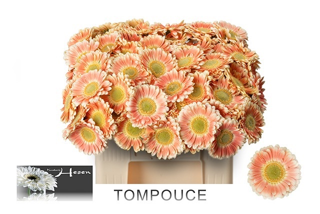 Germini Tompouce 50cm 7Ø