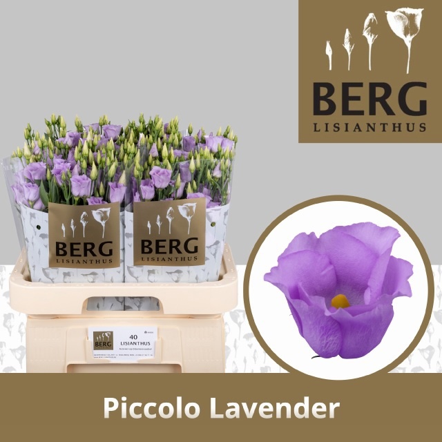 Eus E Picco Lavender