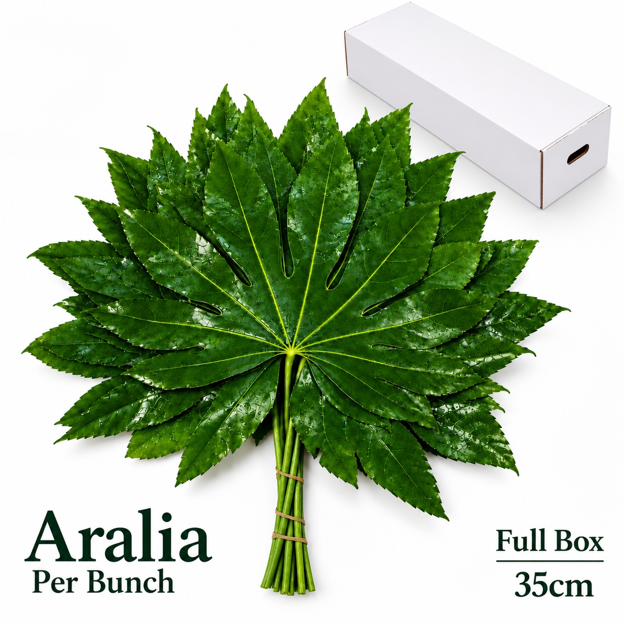 Fatsia Japonica Bs