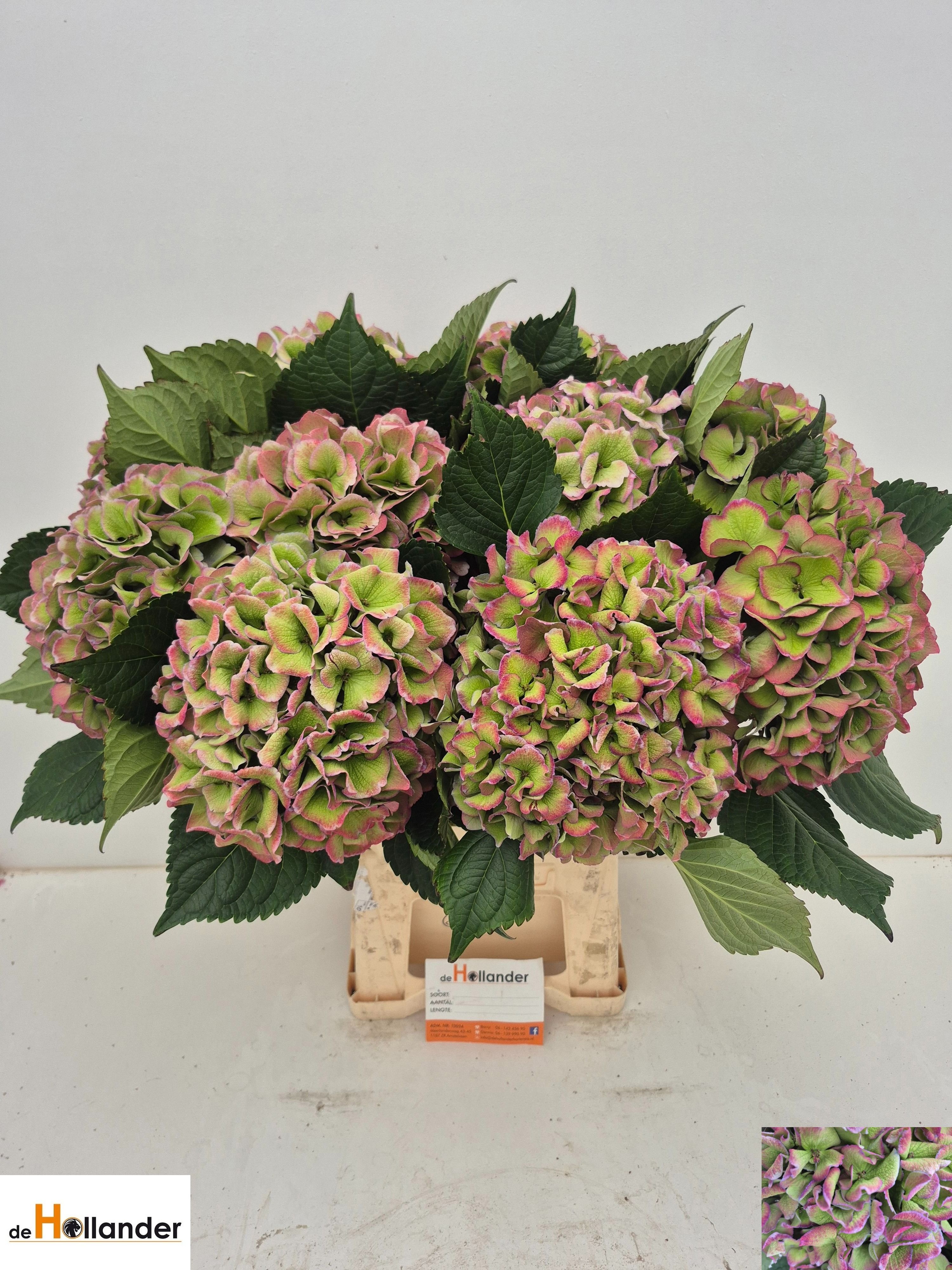 Hydrangea Royal Love Classic Blue 60cm 21Ø