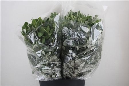 Pittosporum Bs