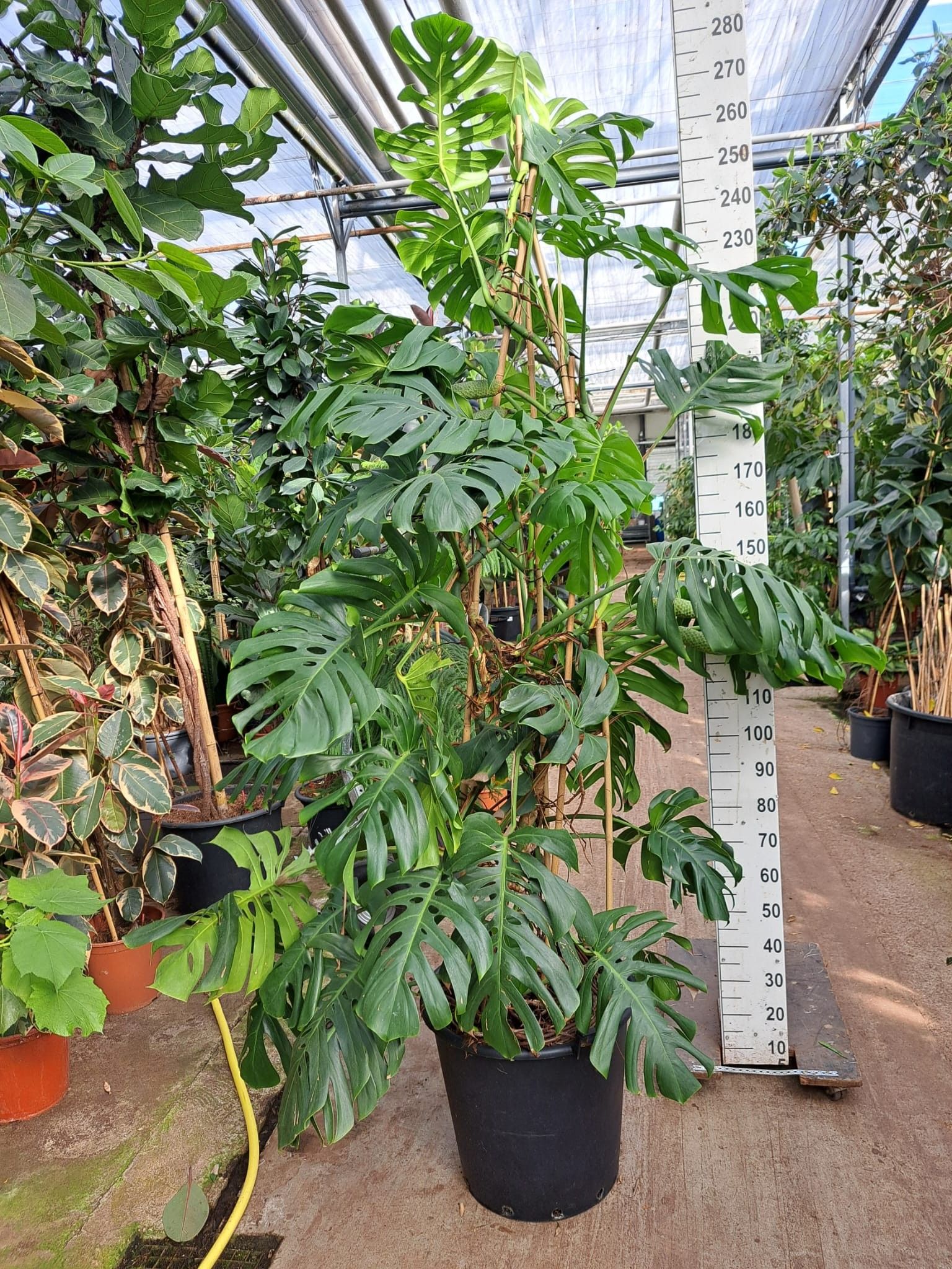 luxurians philodendron Philodendron Luxurians