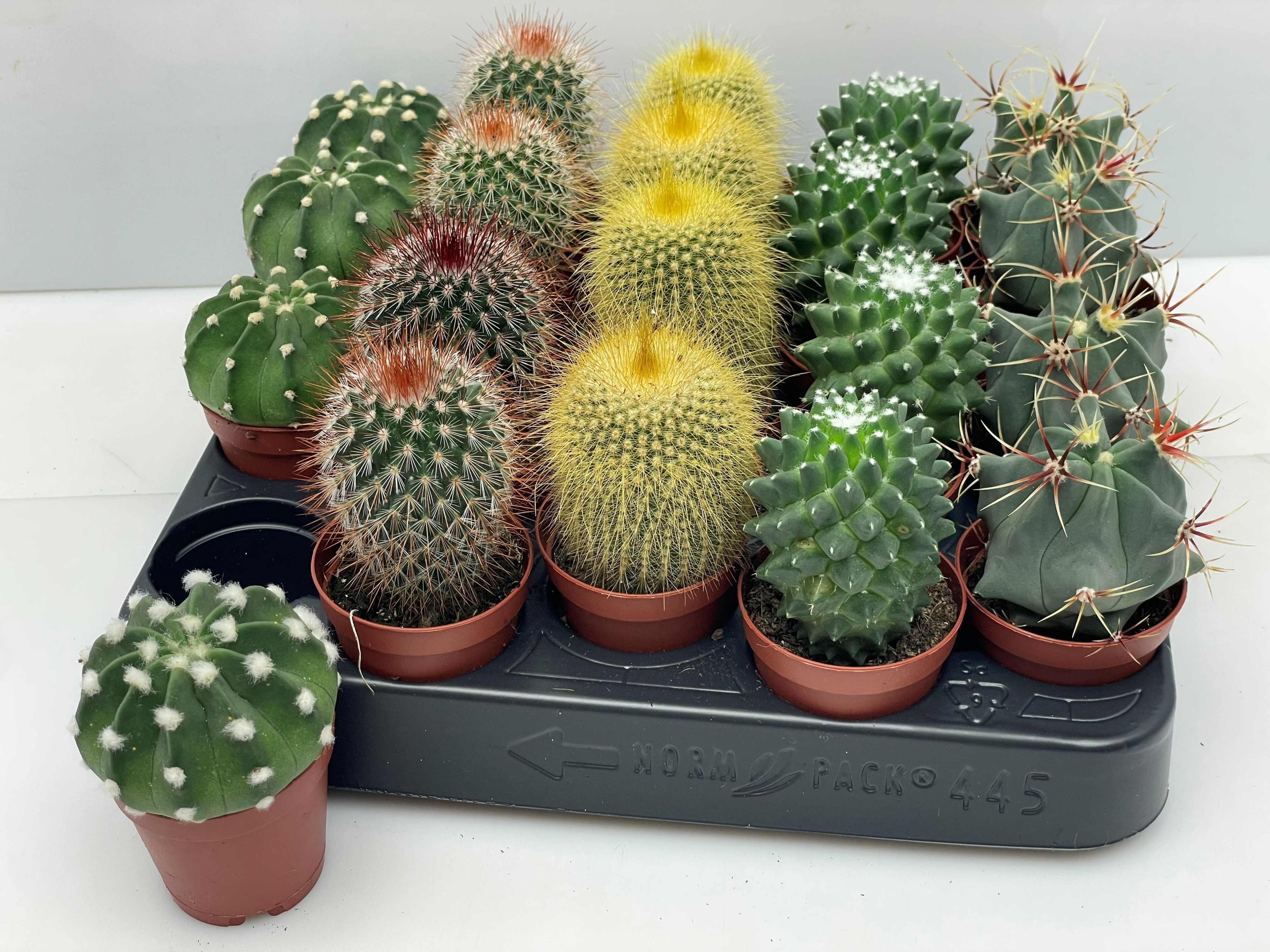 Cactus Gem 505P 7H