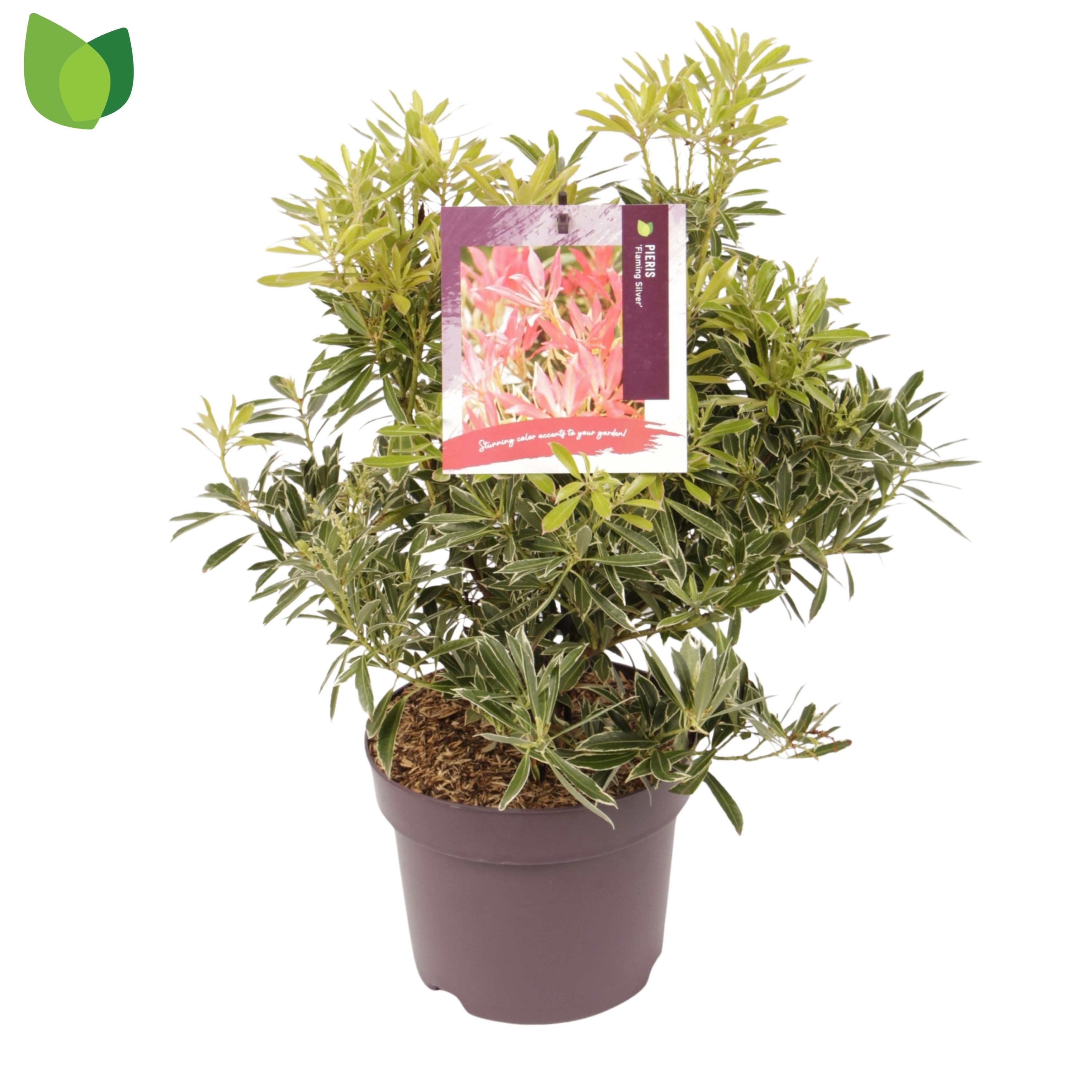 Pieris 'Flaming Silver'