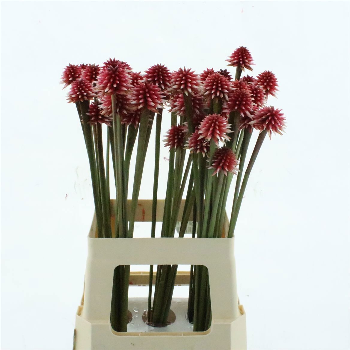 Asst Cutflowers 60cm