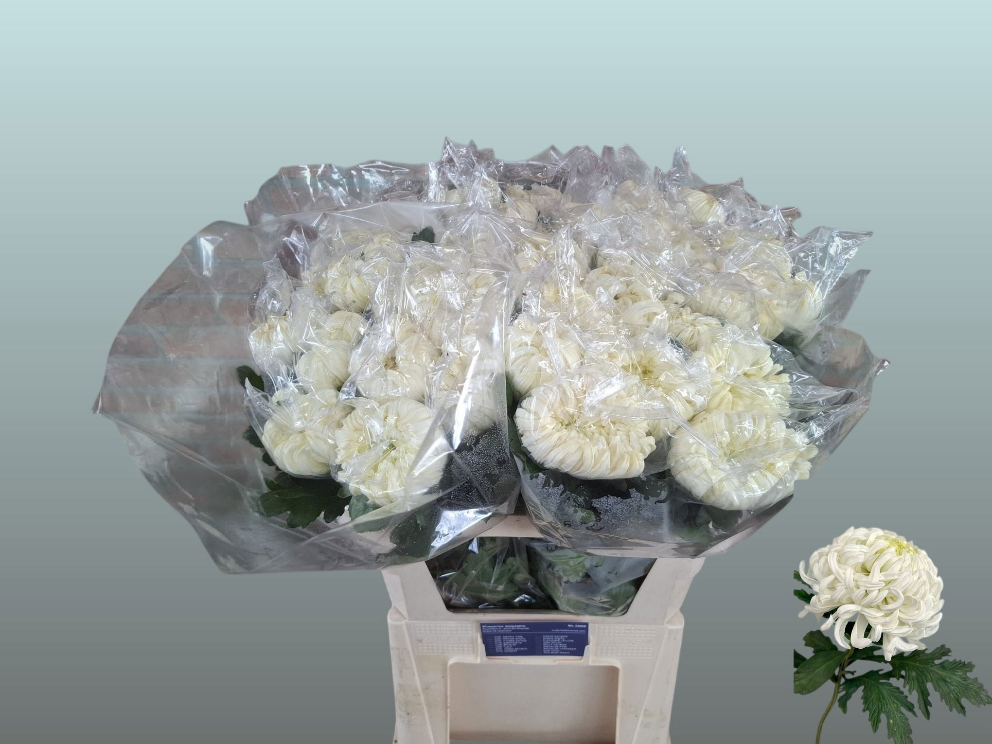 Chr G Vienna White