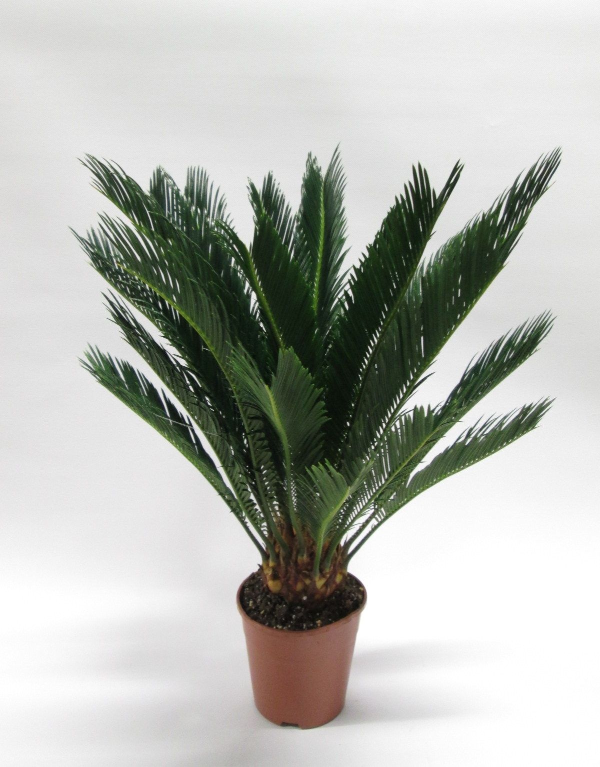 Cycas revoluta