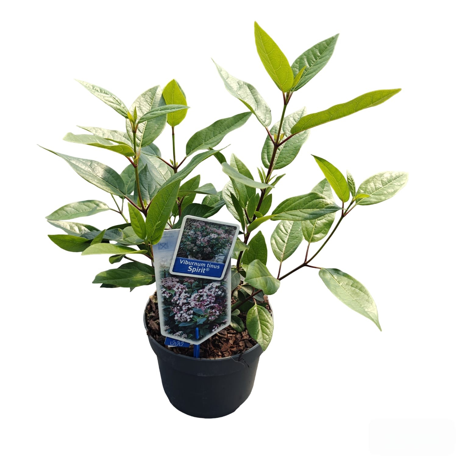 Picture of Viburnum tinus Spirit ('Anvi'PBR)
