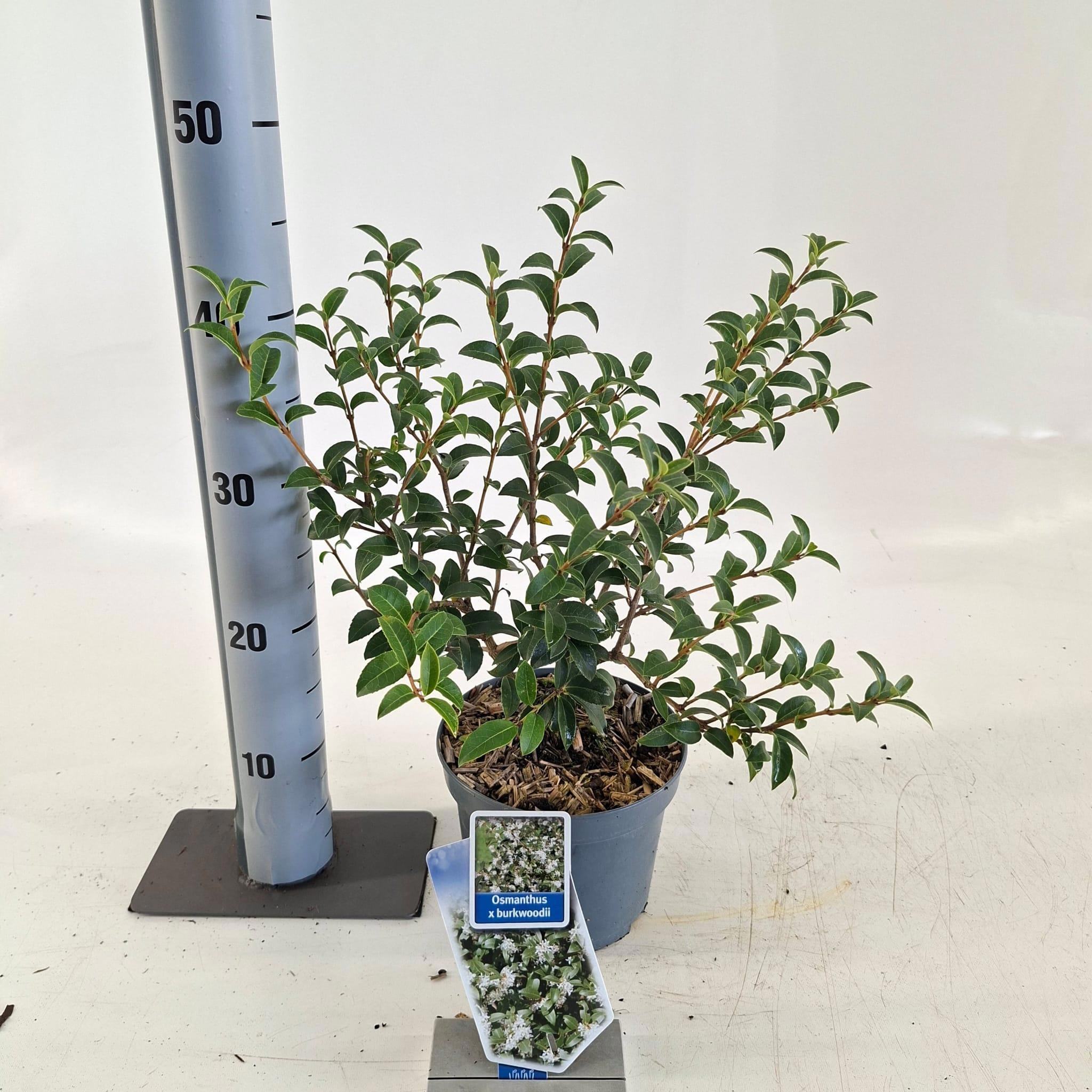 Osmanthus burkwoodii