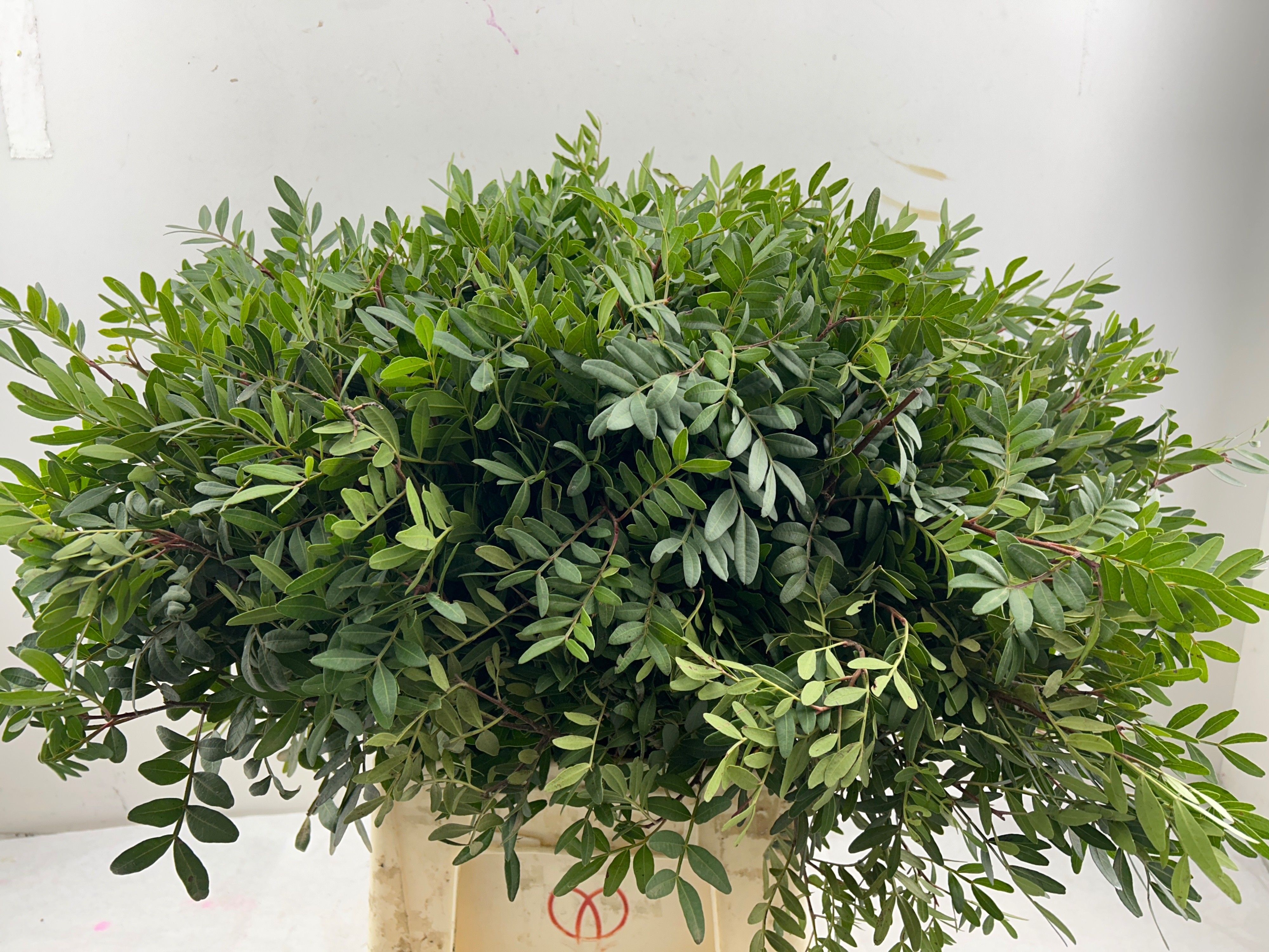 Pistacia Leaves Per Bunch 40cm
