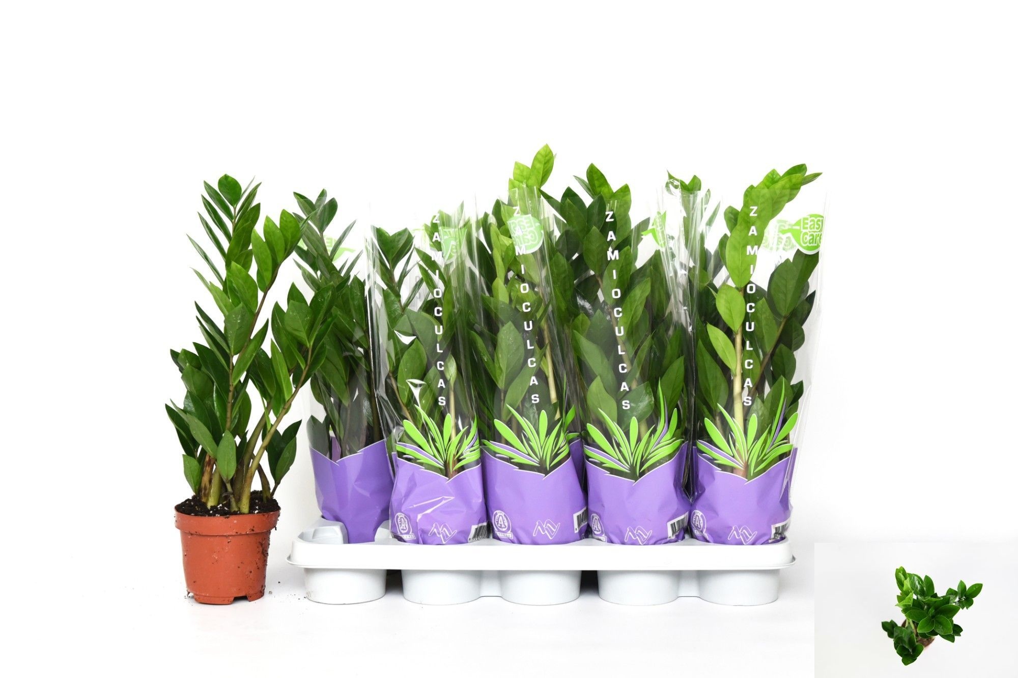 Zamio Zamiifolia 12P 50H 4TAK
