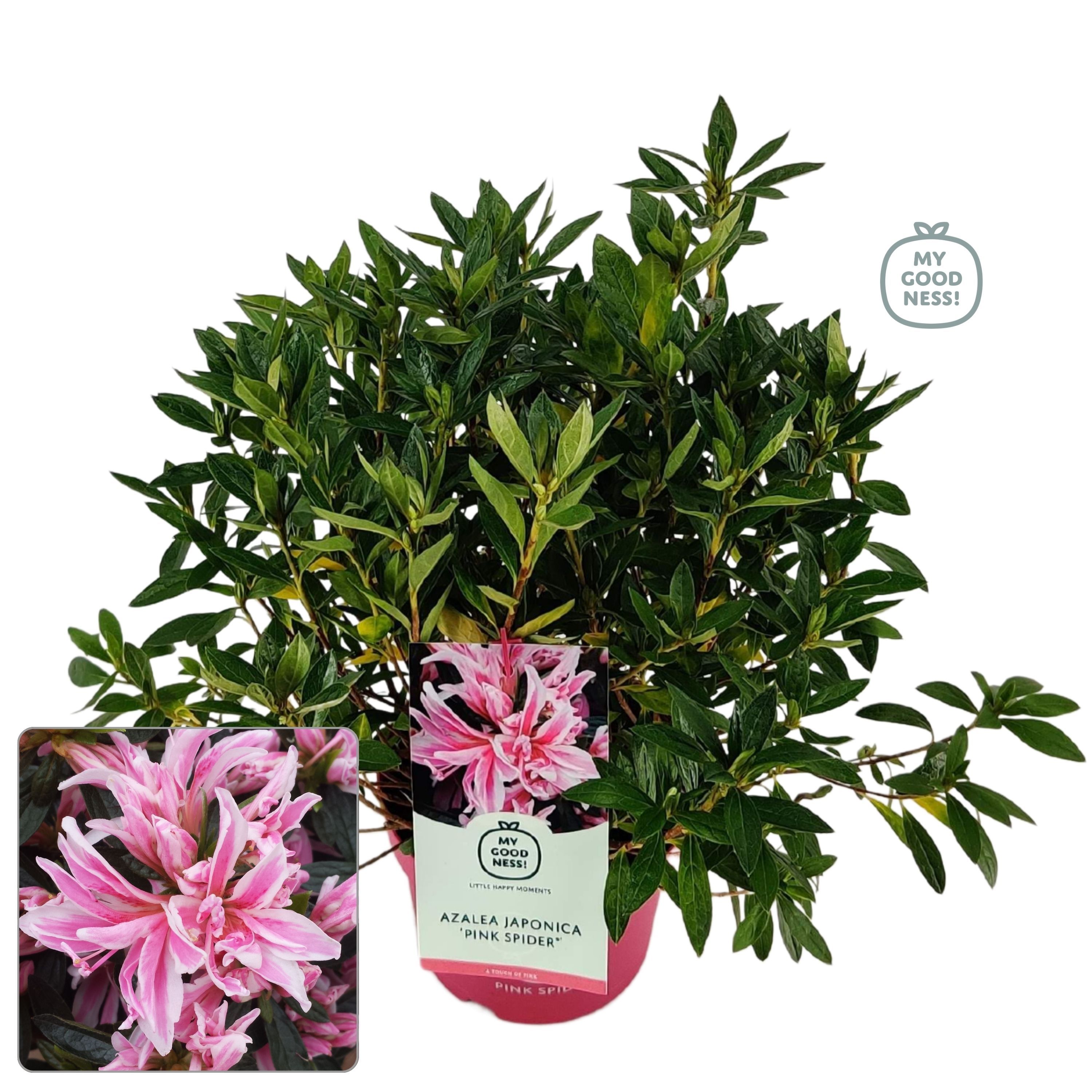 Rhododendron (Japanese Azalea) 'Pink Spider' Pot grown | OZ Planten