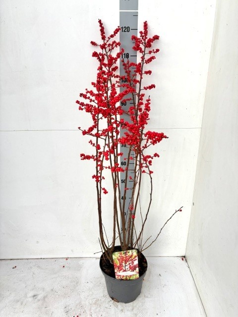 Ilex Verticillata 23P 120H
