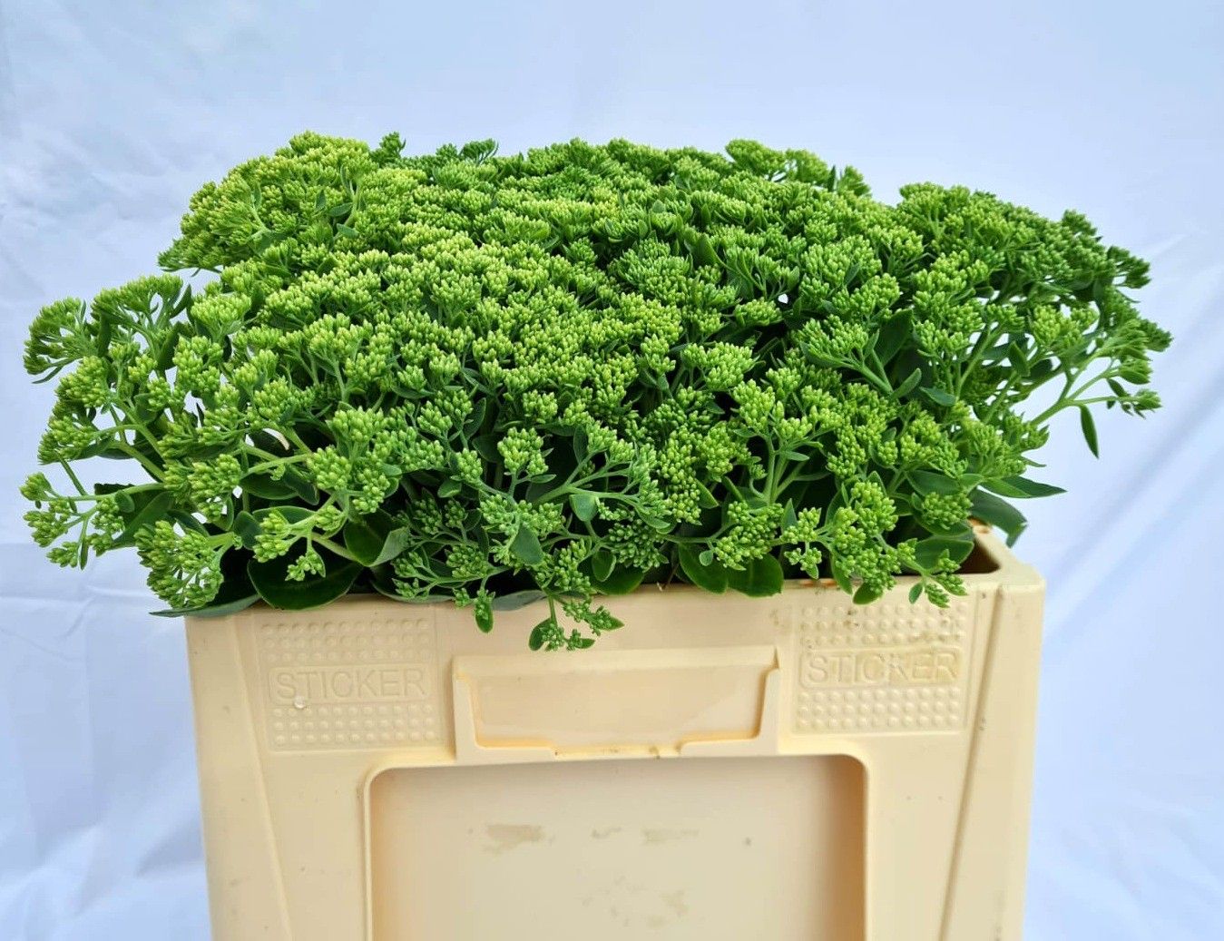 Sedum Spectabile