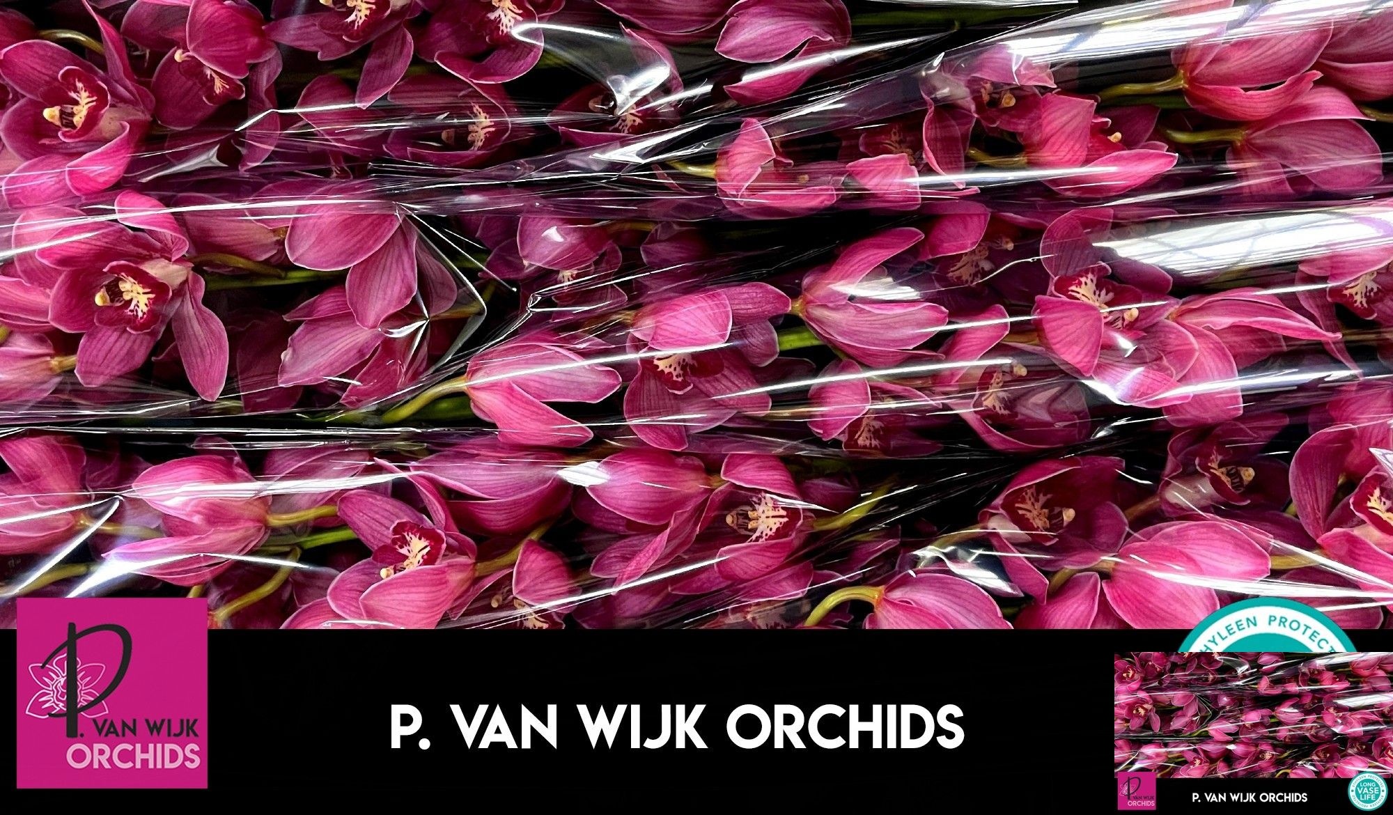 Cymbidium Red Dream 12/15bl