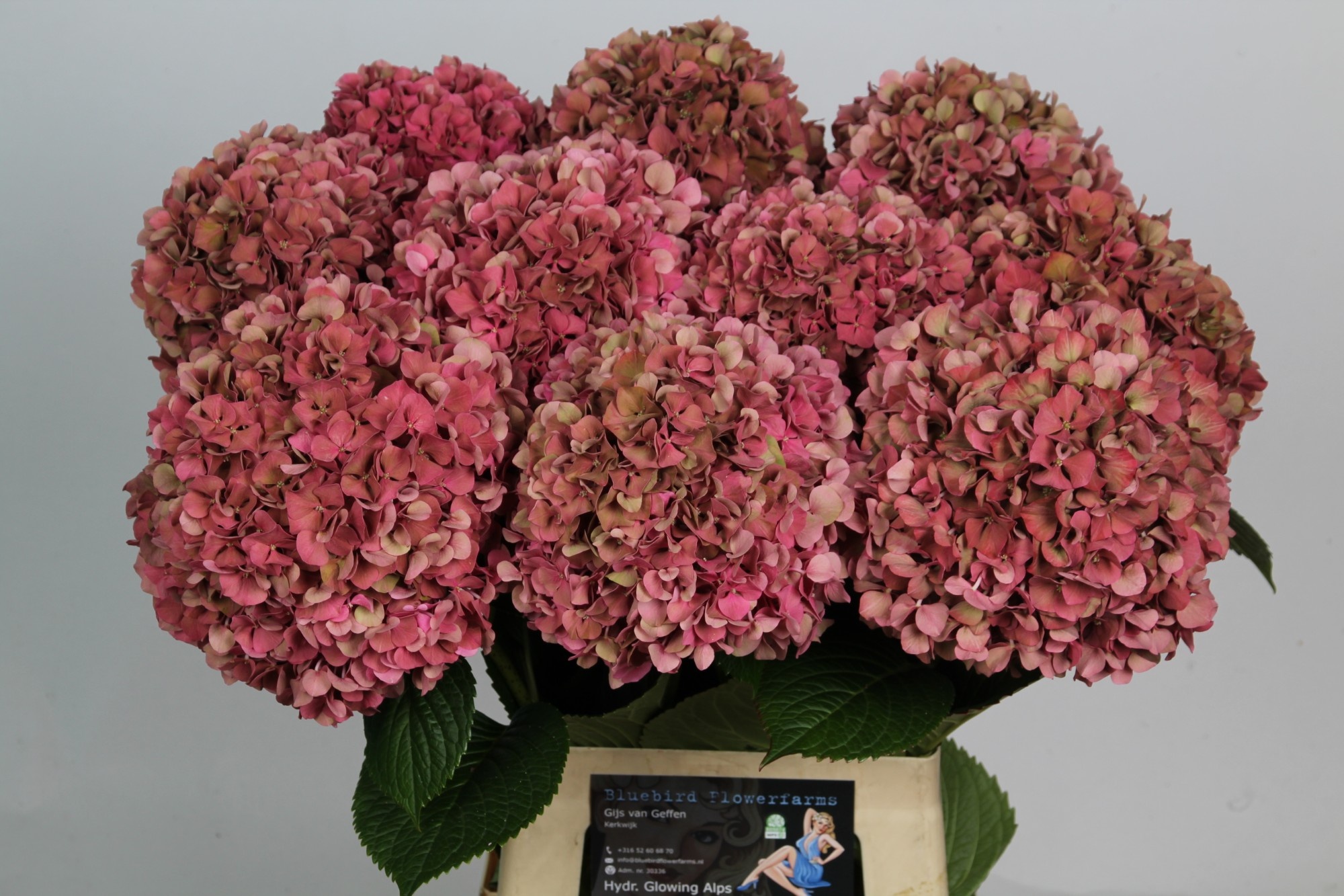 Hydrangea Glowing Alps Classic 70cm 19Ø