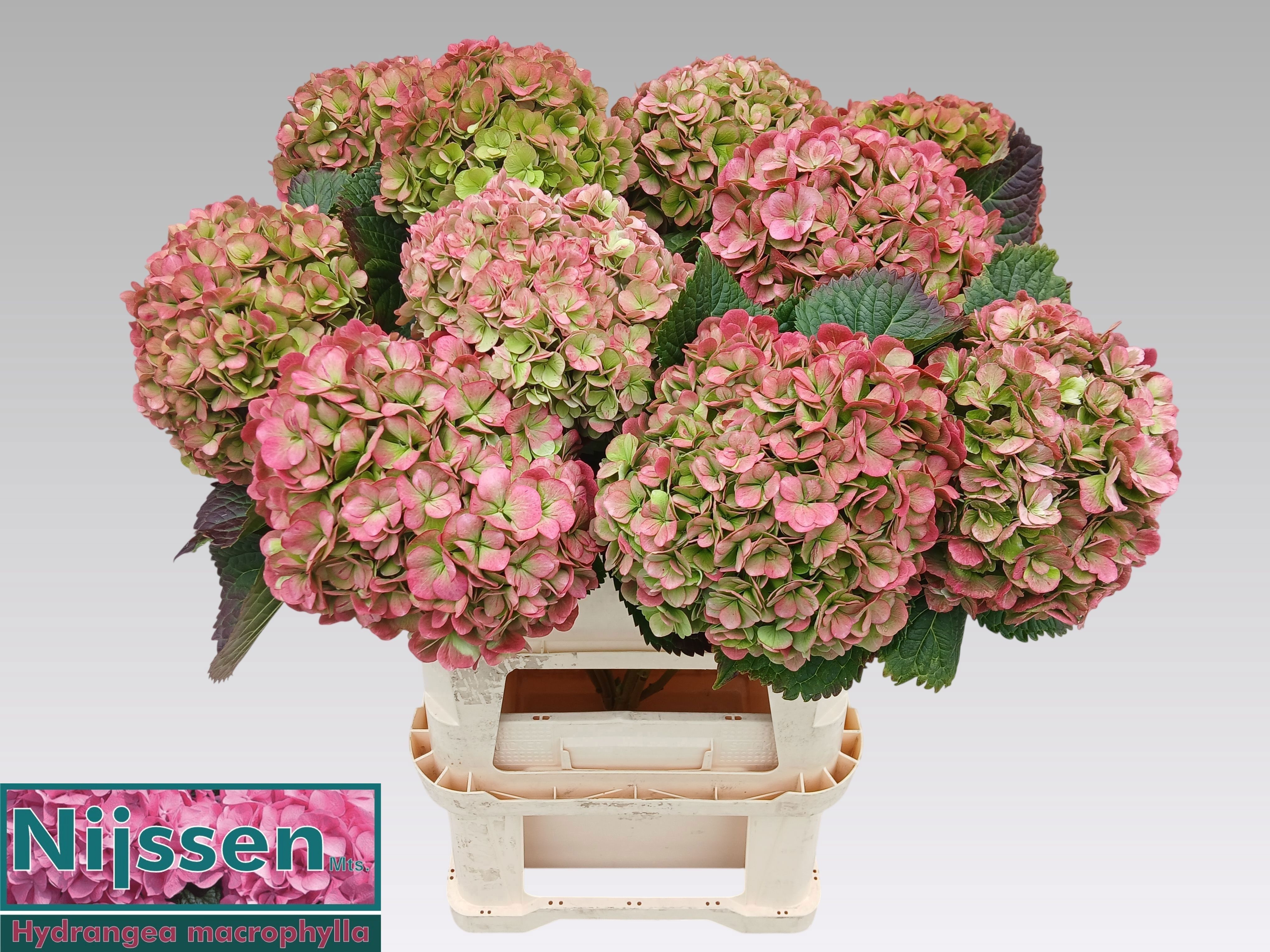 Hydrangea Adora Classic 80cm 22Ø