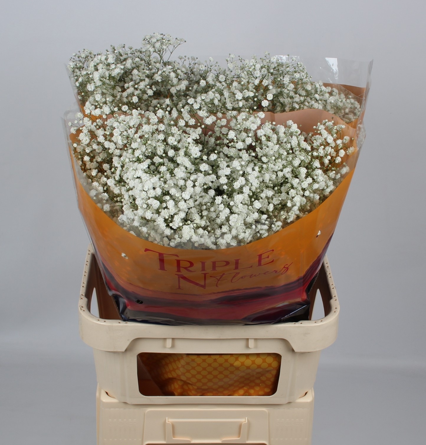Gypsophila Xlence White 80cm 35gram
