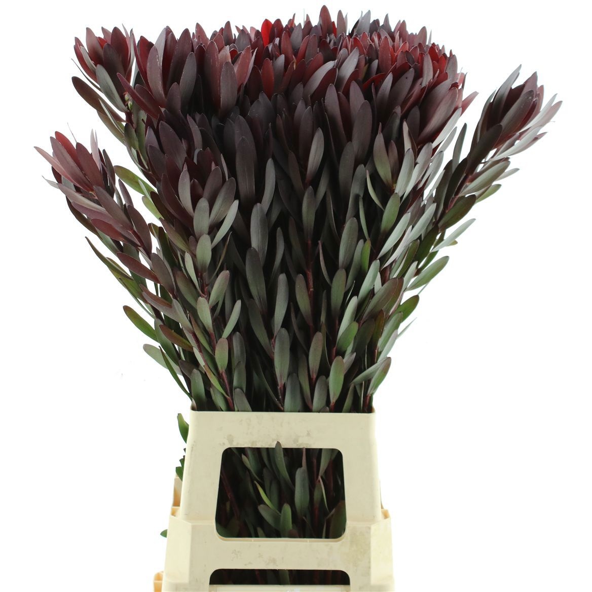 Leucadendron Safari Sunset 80cm