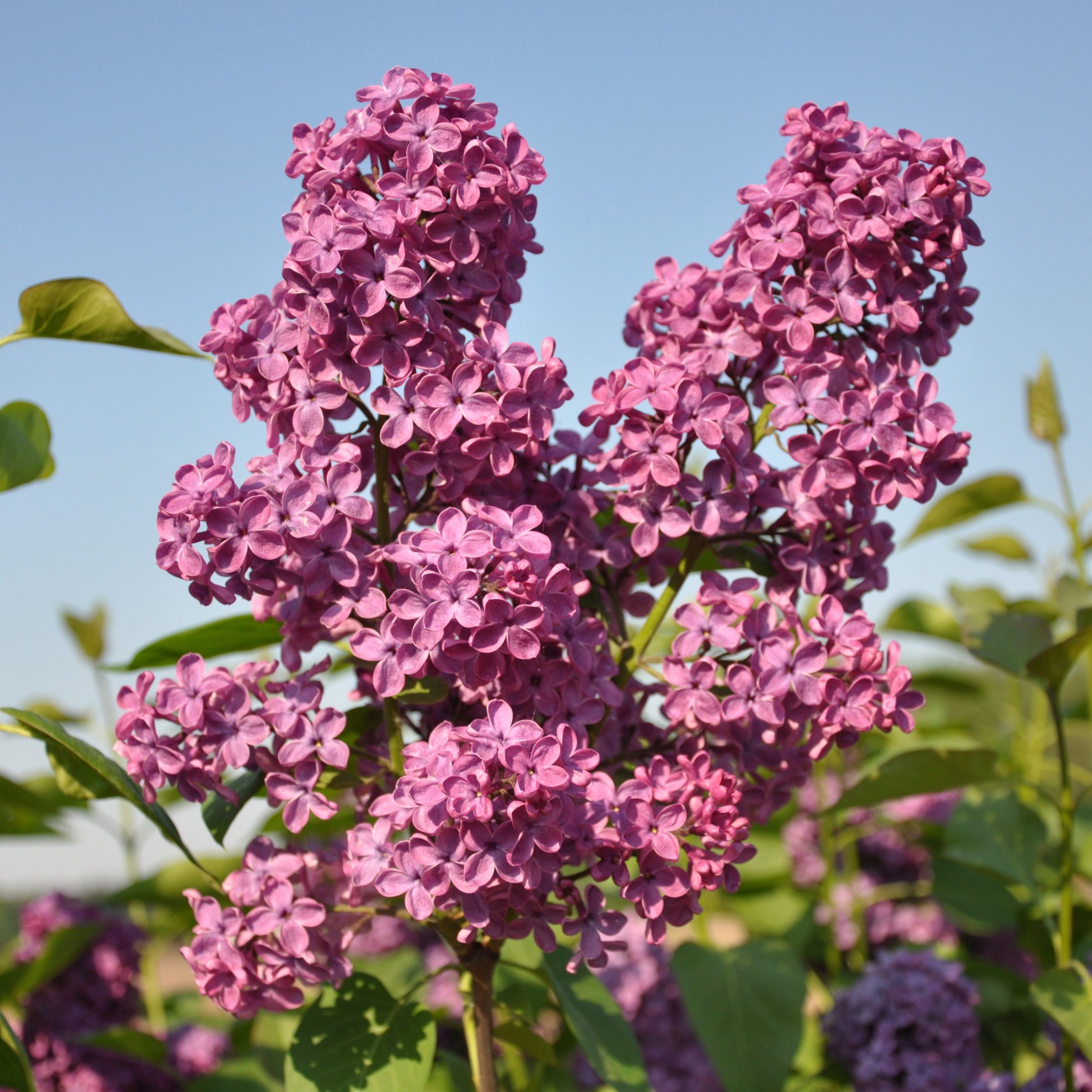 Syringa vul. And an Ludwig Späth stam 60, 2-jarig