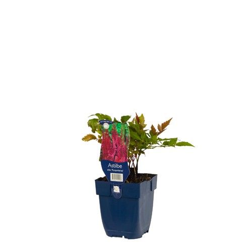Astilbe chinensis 'Purpurkerze'