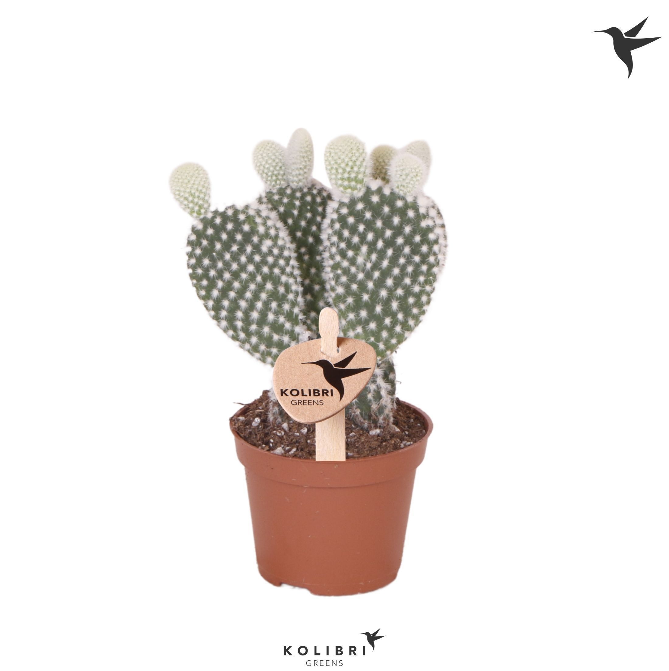 Opuntia Kolibri Greens Opuntia white