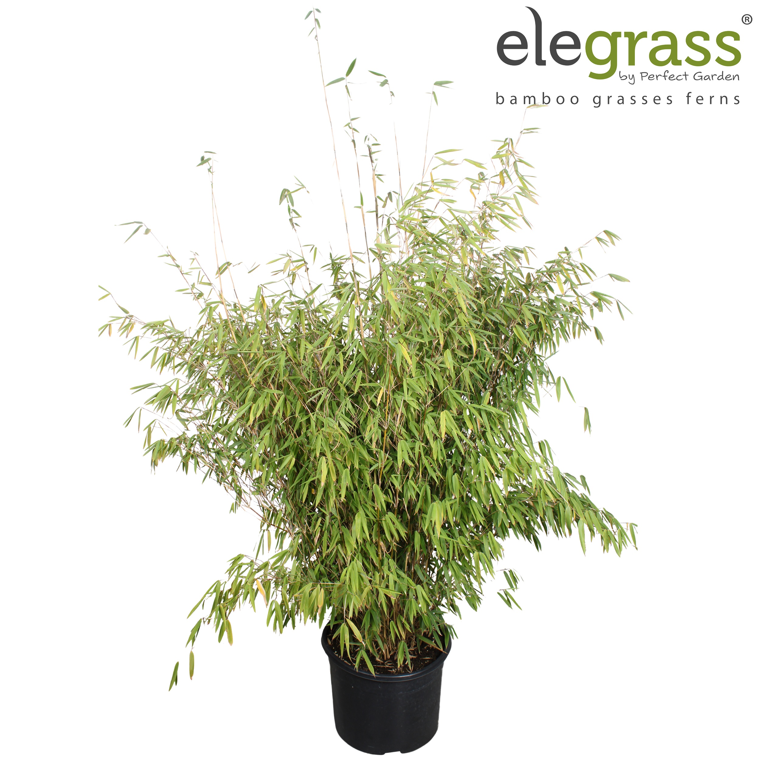 Fargesia murieliae x nitida 'Obelisk'®
