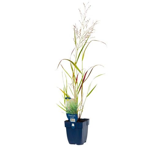 Panicum virgatum 'Squaw'