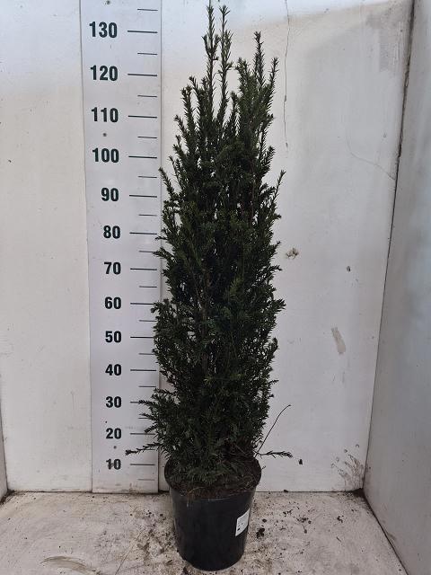 wann hortensien und rhododendron dngen Color Plus  Dnger fr Rhodo, Hortensien und Azaleen  Mulder Retail B.V